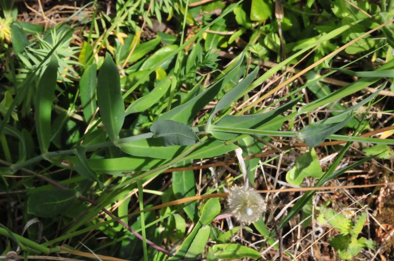 Silene vulgaris
